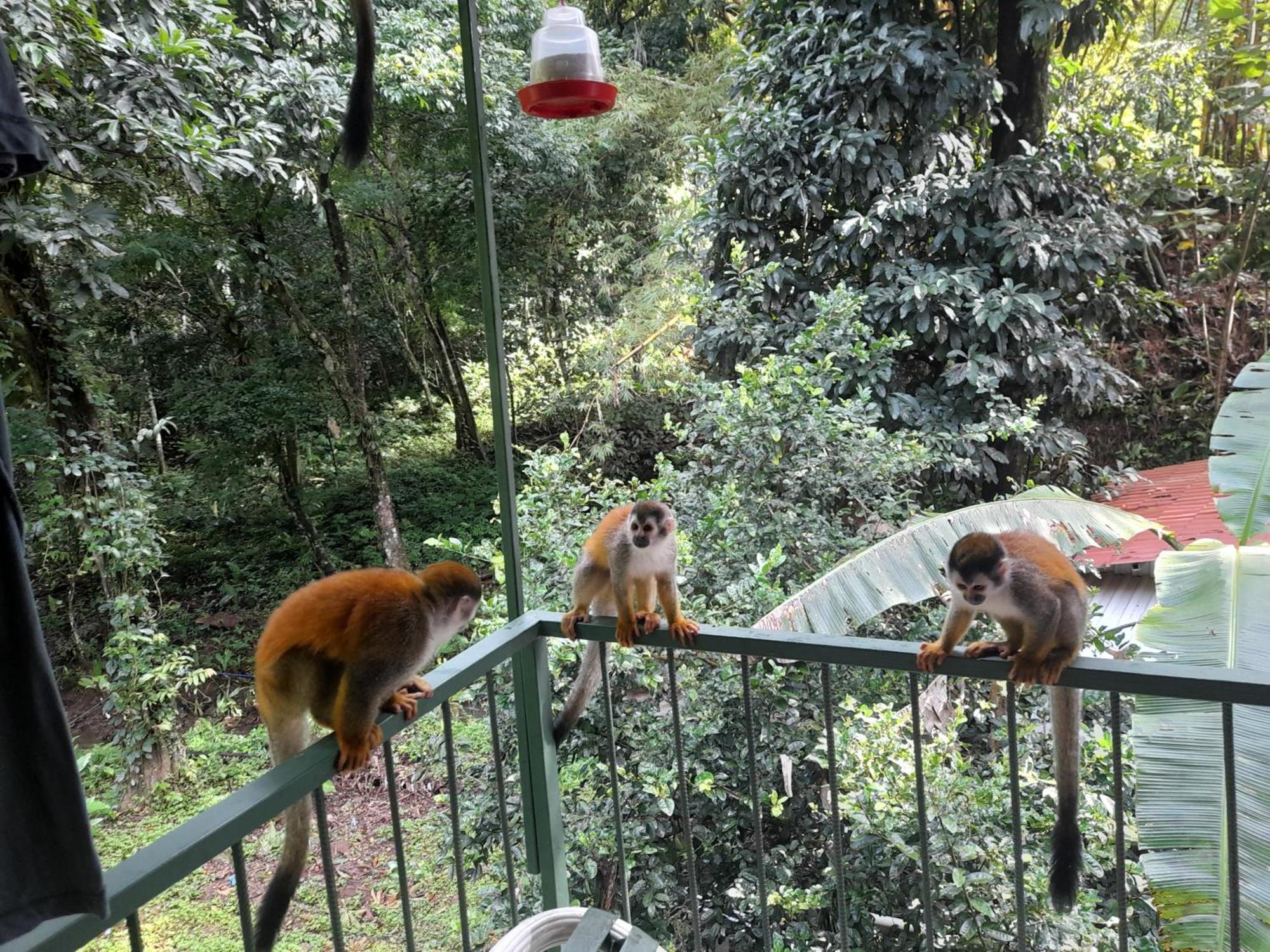 Casa Escondida Apartments Manuel Antonio Bilik gambar